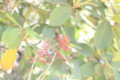 Erythrina lanata