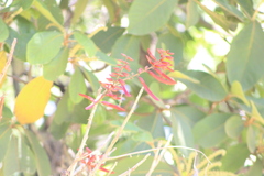 Erythrina lanata