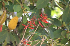 Erythrina lanata