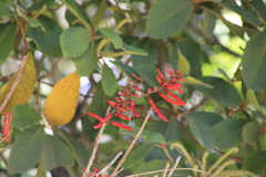 Erythrina lanata