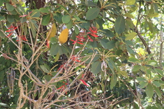 Erythrina lanata