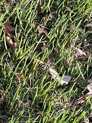 Ornithogalum nutans