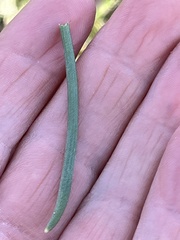 Ornithogalum nutans