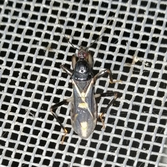 Rasahus sulcicollis