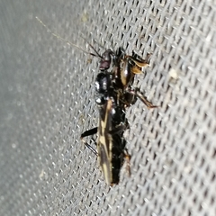 Rasahus sulcicollis