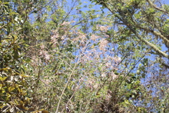 Onoseris onoseroides