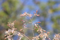 Onoseris onoseroides