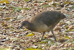 Crypturellus undulatus