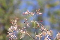 Onoseris onoseroides