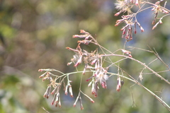 Onoseris onoseroides