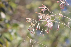 Onoseris onoseroides