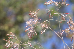 Onoseris onoseroides