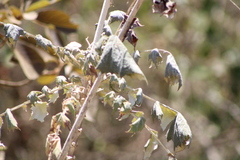 Onoseris onoseroides