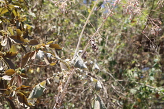 Onoseris onoseroides