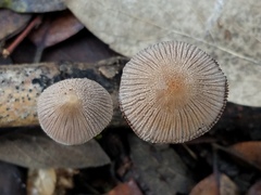 Coprinellus xanthothrix