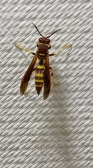 Polistes minor