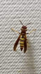 Polistes minor