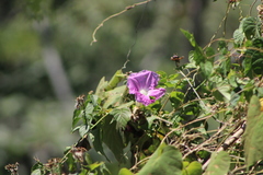 Ipomoea mairetii