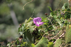Ipomoea mairetii