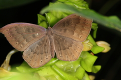 Eurybia pergaea