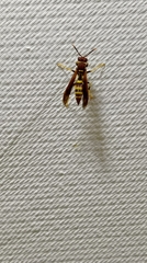 Polistes minor