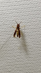 Polistes minor