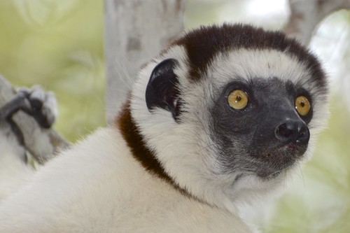 Verreaux's Sifaka (Propithecus verreauxi)