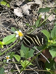 Heliconius charithonia