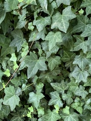 Hedera helix