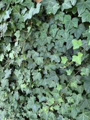 Hedera helix