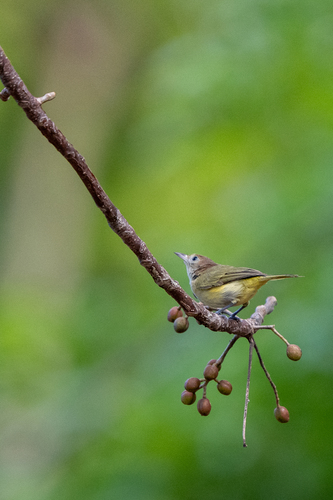 Golden-fronted Greenlet (Pachysylvia aurantiifrons), photo 7