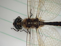 Hemicordulia australiae