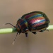 Rainbow Leaf Beetle - Photo (c) Jakob Fahr, some rights reserved (CC BY-NC), uploaded by Jakob Fahr