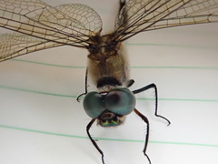 Hemicordulia australiae