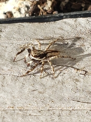 Menemerus bivittatus