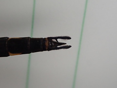 Hemicordulia australiae