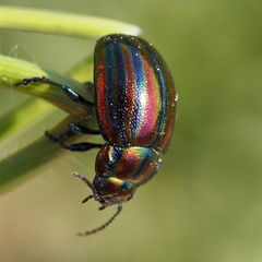 Chrysolina cerealis