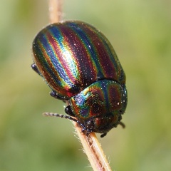Chrysolina cerealis