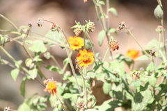 Smallanthus oaxacanus