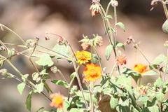 Smallanthus oaxacanus