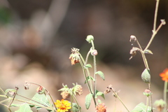 Smallanthus oaxacanus