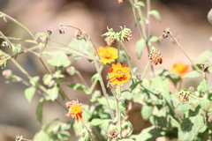 Smallanthus oaxacanus