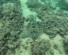 Urobatis concentricus