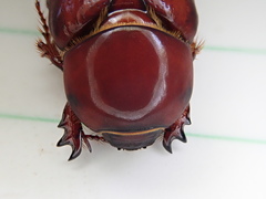 Pimelopus fischeri
