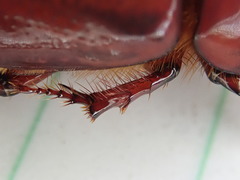 Pimelopus fischeri
