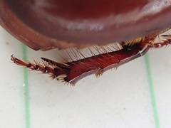 Pimelopus fischeri