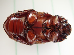 Pimelopus fischeri