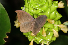 Eurybia pergaea