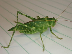 Caedicia araucariae