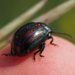 Chrysolina cerealis